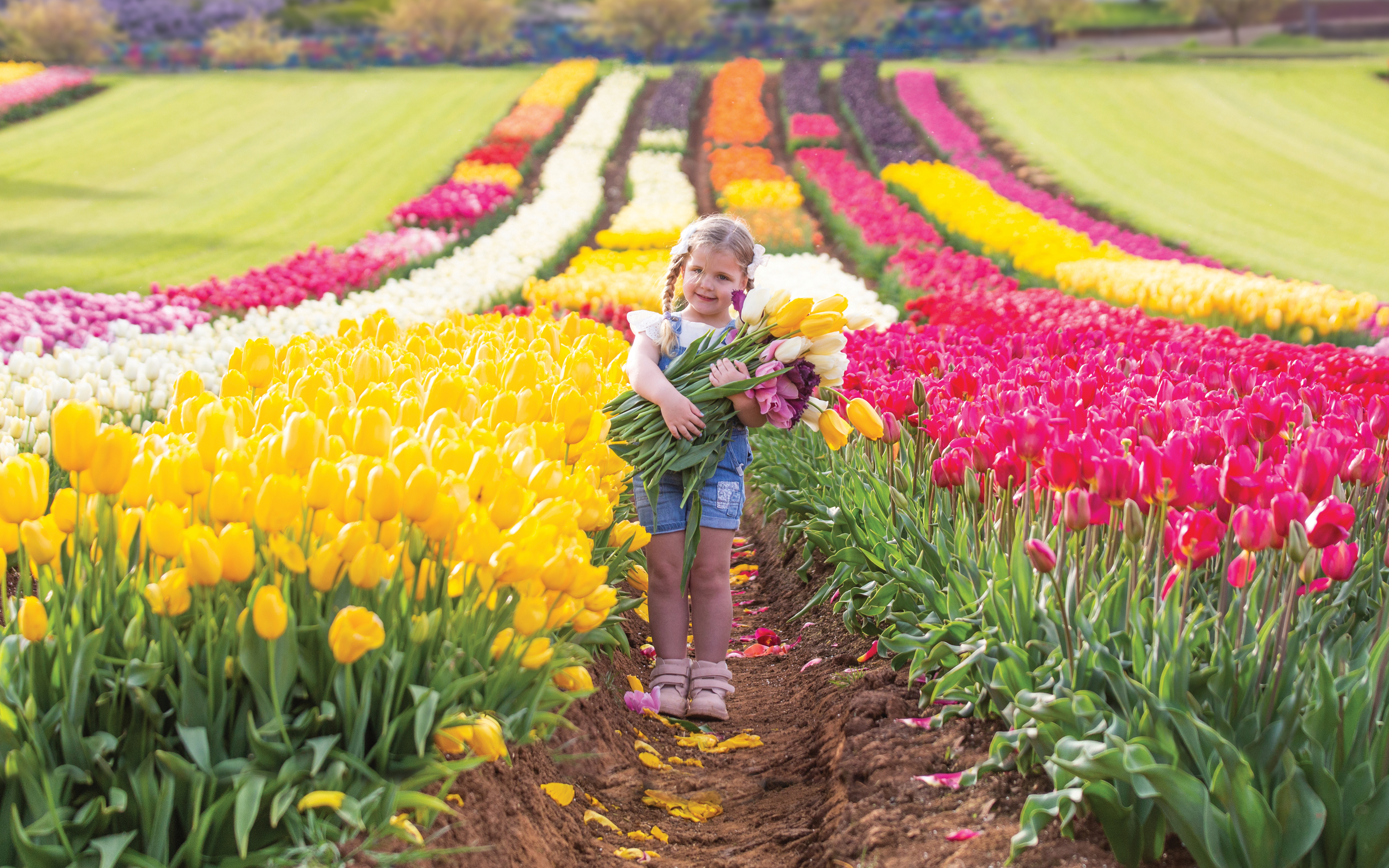 Tesselaar Tulip Festival 2024 Isobel Kordula   Hero Home 