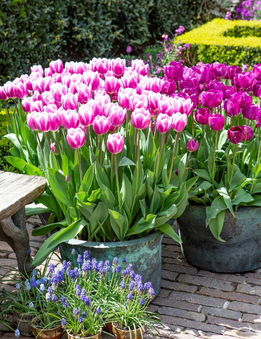 blue lilies flower Rare Blue Lycoris Spider Lilies Bulbs Radiata Hurricane Lily Cluster  Amayllis Growing Bonsai Roots Rhizomes Corms Tubers Potted Planting  Reblooming Fragrant Garden Species Blooms Flower Seeds Plant Gardening